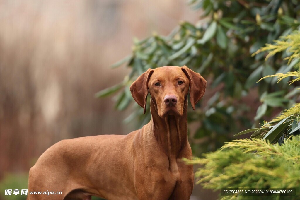 棕色猎犬站立于绿植旁