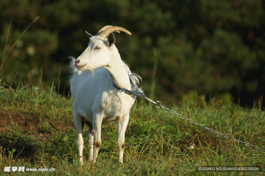 草地上被拴着的白山羊