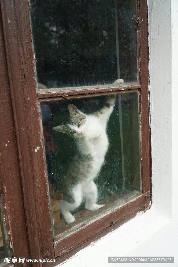 窗边猫咪向外好奇张望