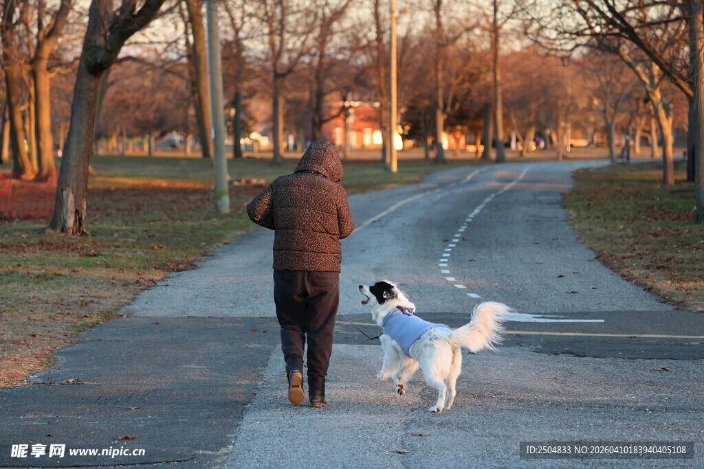 老人与双犬漫步黄昏路