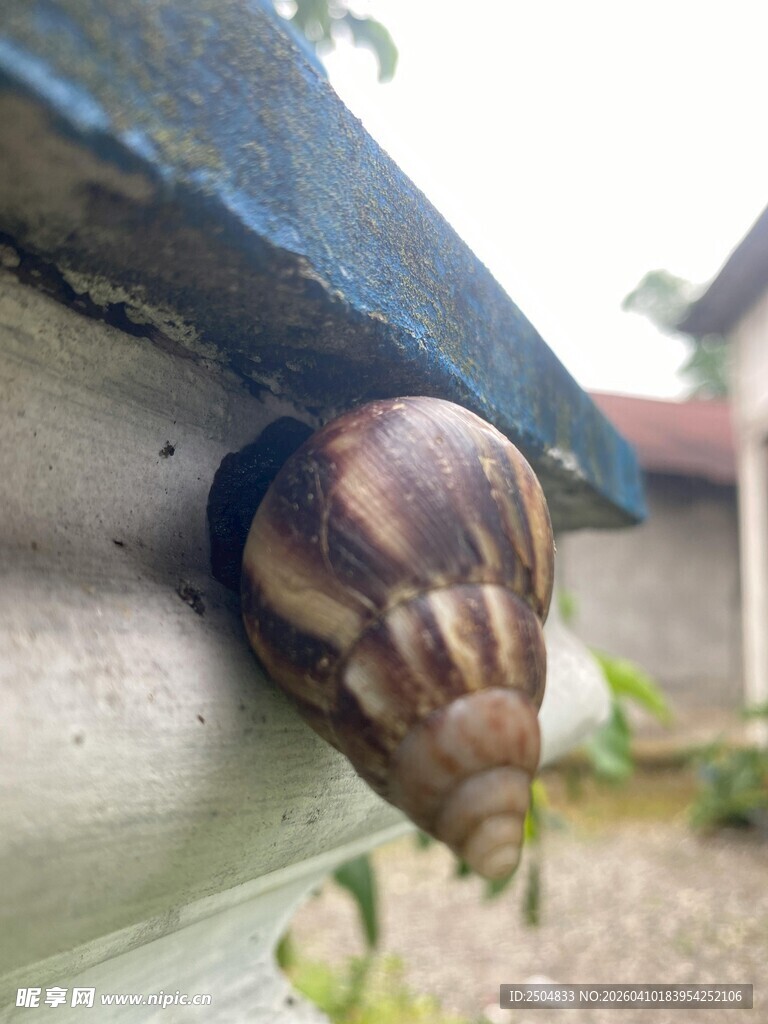 墙角处的蜗牛特写