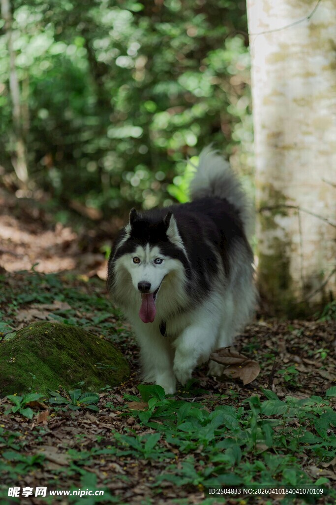 林间奔跑的黑白毛发狗狗
