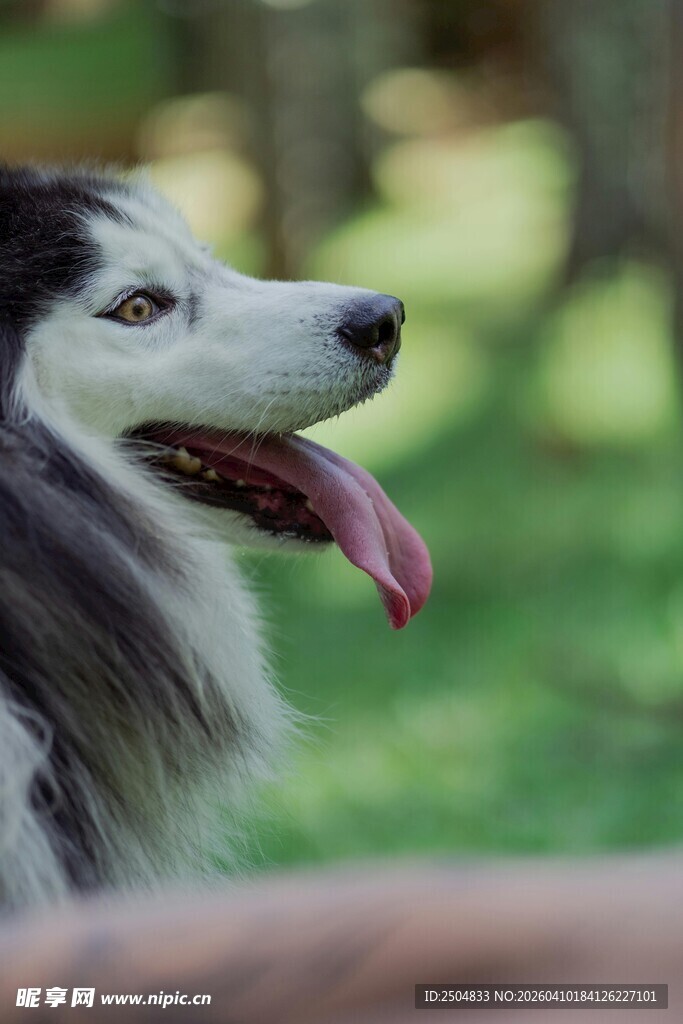 长毛猎犬在户外吐舌休闲