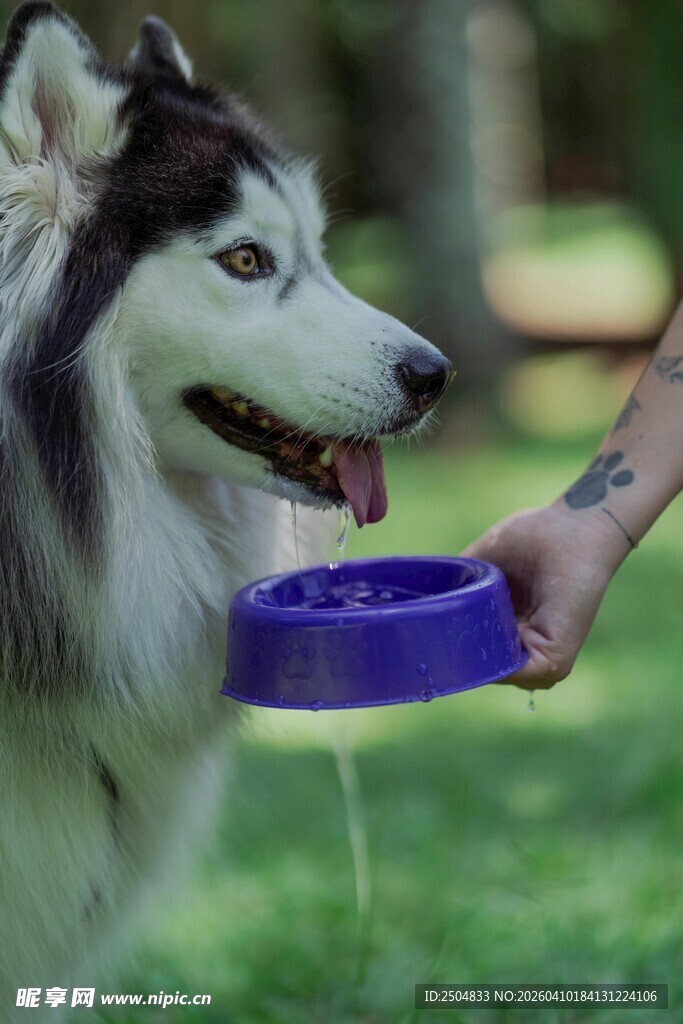 哈士奇开心进食