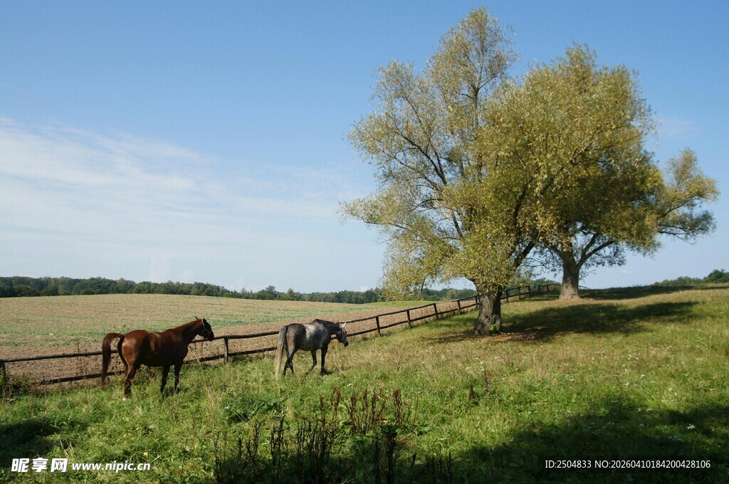 草原骏马与树的诗意画面