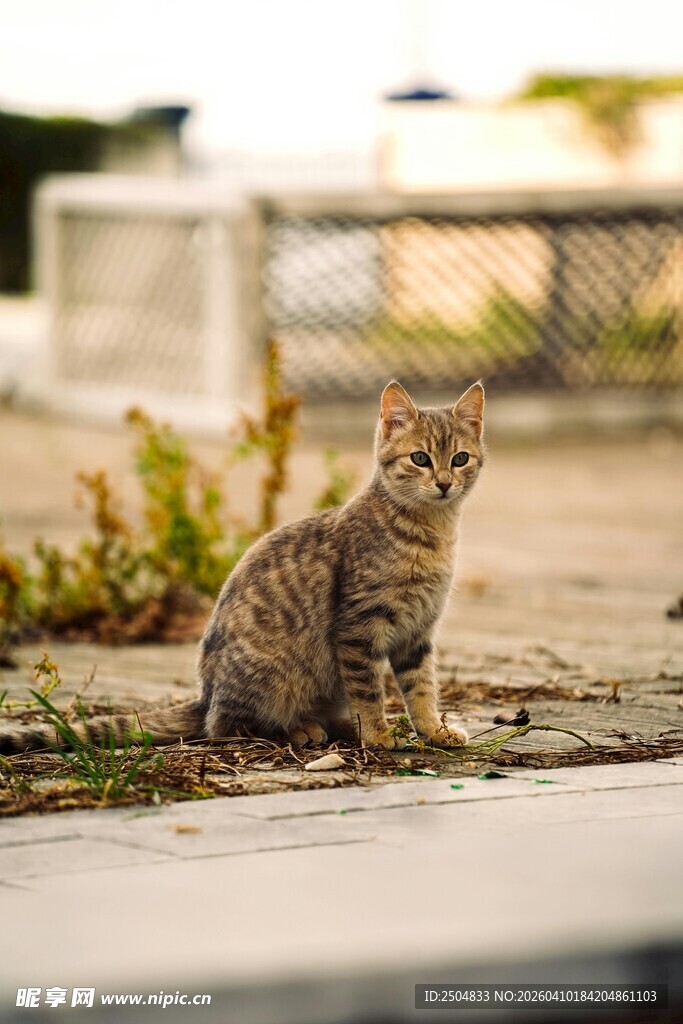 户外蹲坐的可爱斑纹小猫