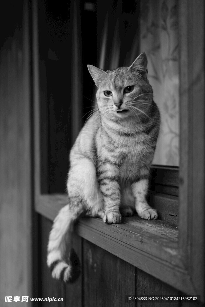 窗边猫咪的静谧瞬间