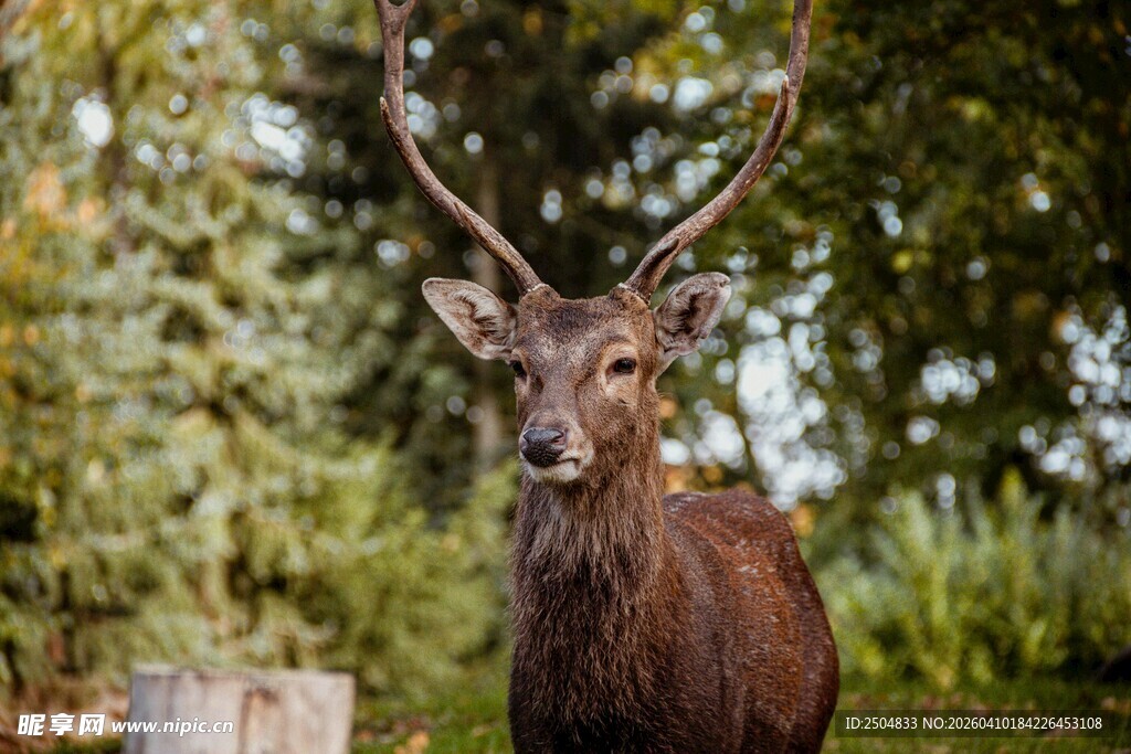 森林中长角的棕色鹿