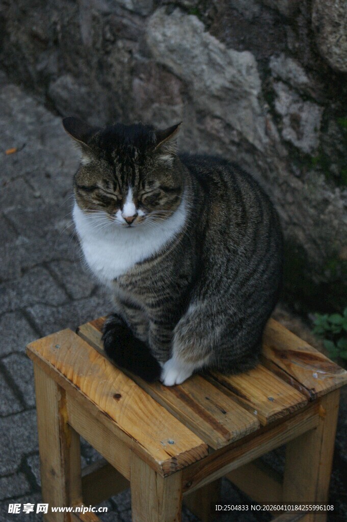 木凳上的长毛猫咪