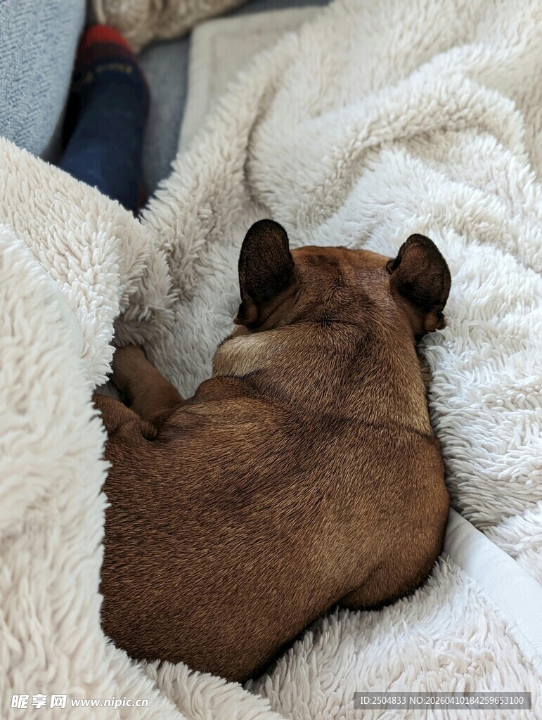 蜷睡在毛毯上的可爱小狗