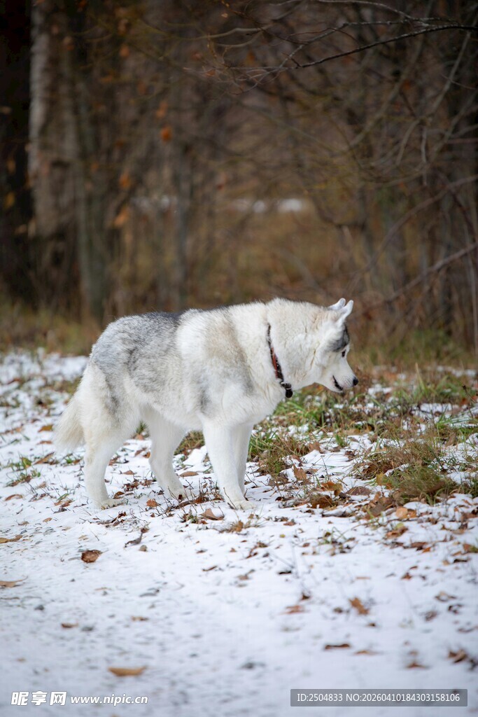 雪地中的白色犬只