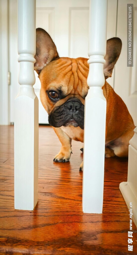 法斗从门缝好奇张望