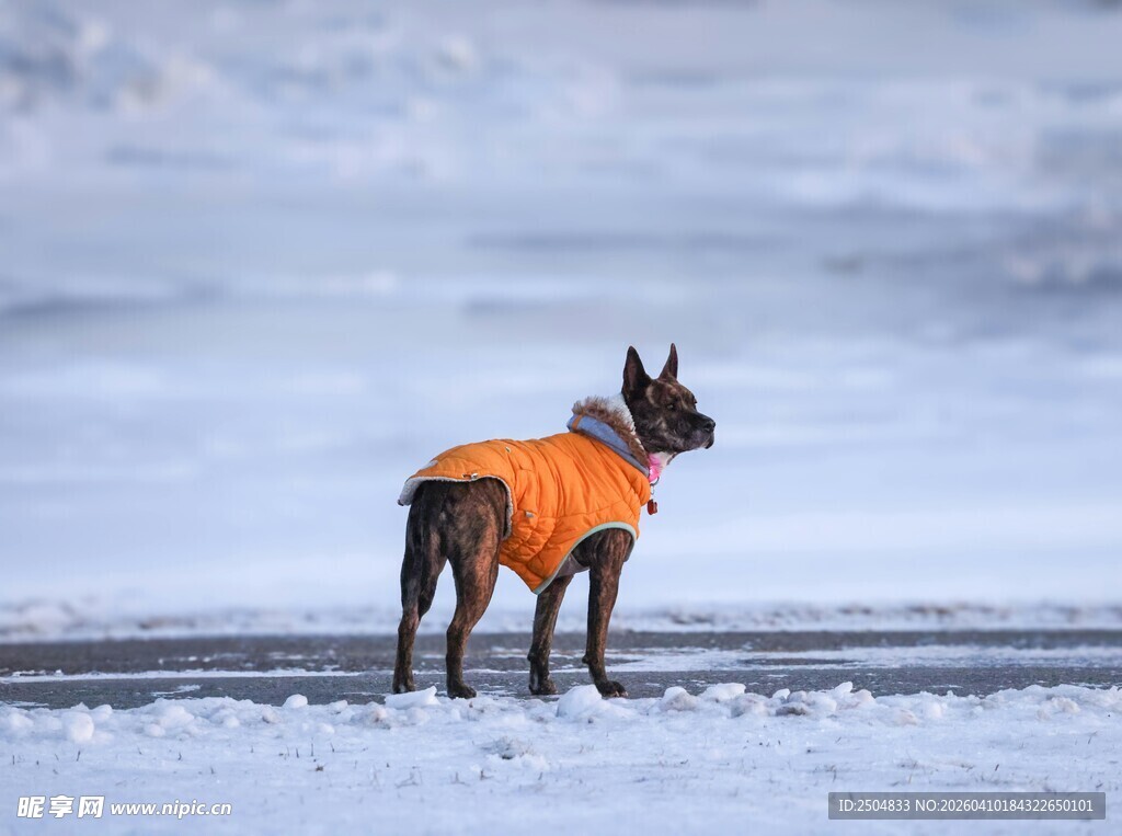 雪地中穿橙衣的小狗
