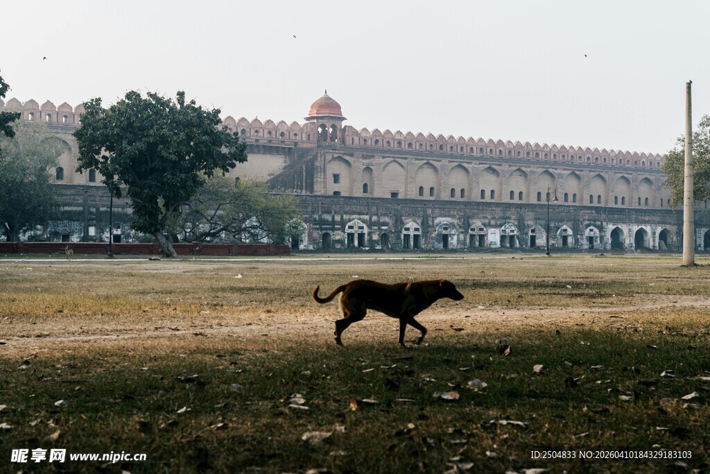 草原上奔跑的骏马