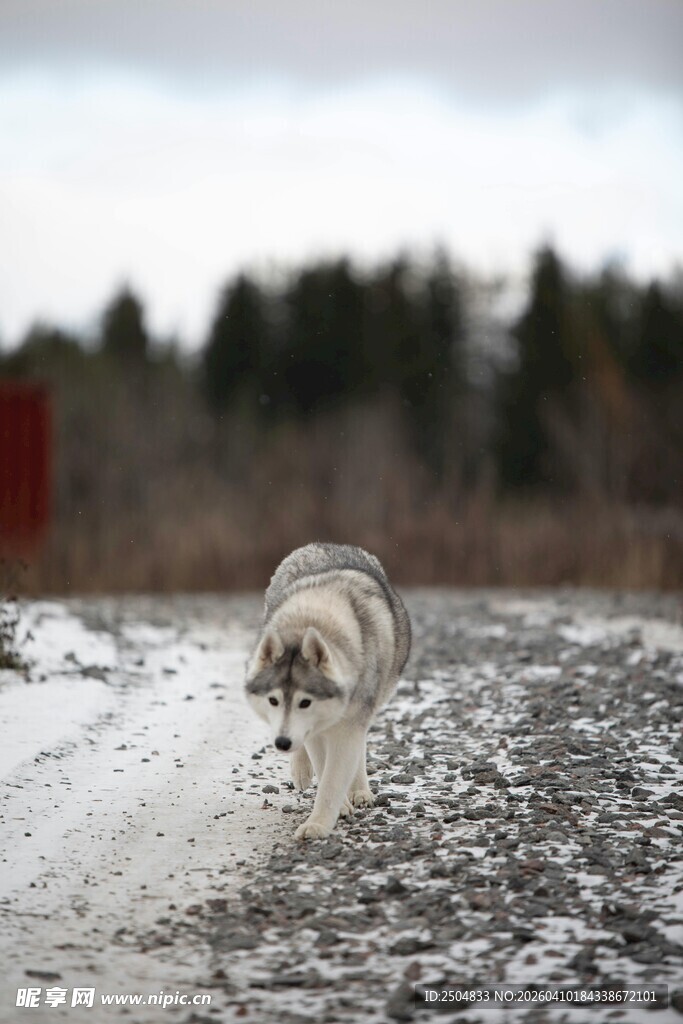 雪地中奔跑的狗狗