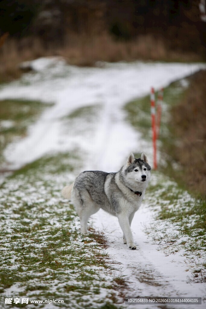 雪地中奔跑的哈士奇