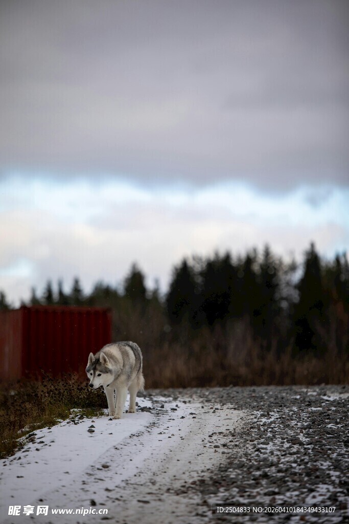 雪地中的独行白狗