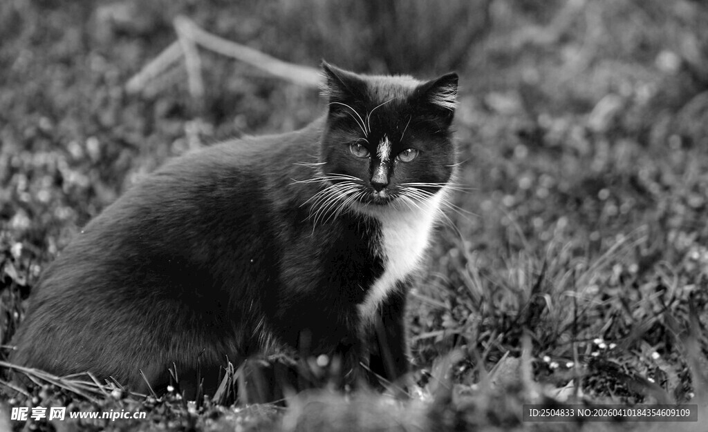 黑白猫咪静卧草地