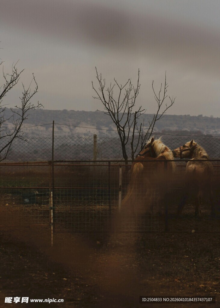 黄昏下的田野与光秃树木