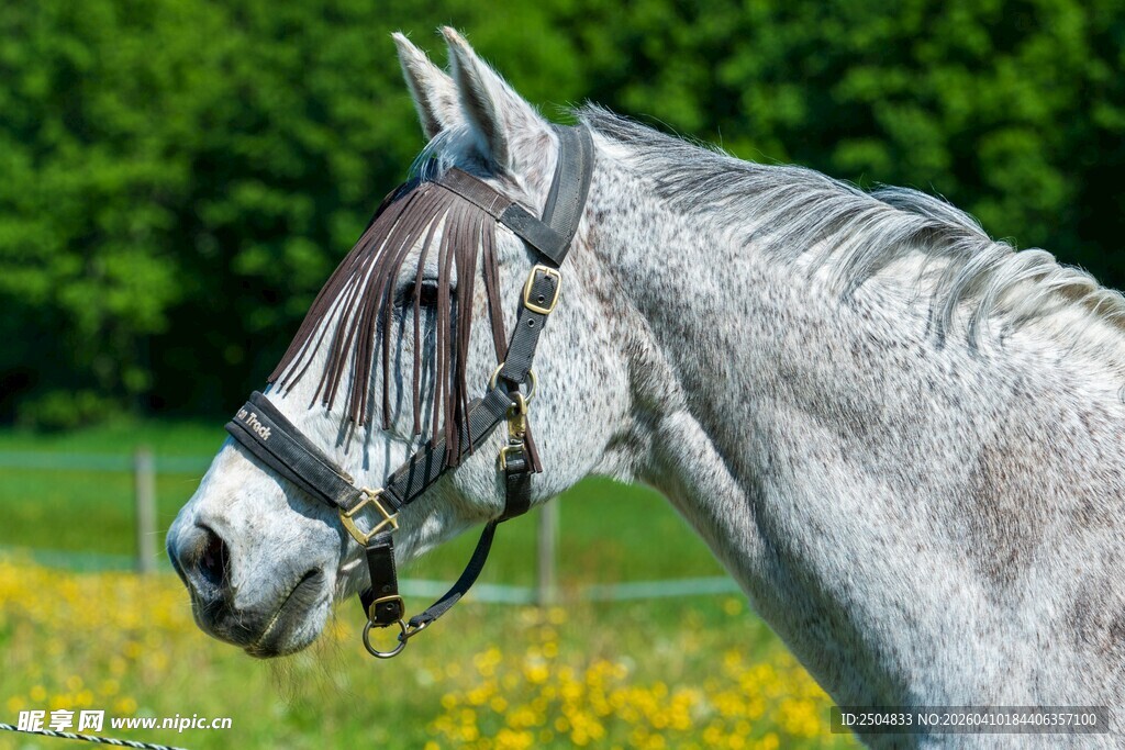 草原上的优雅灰马