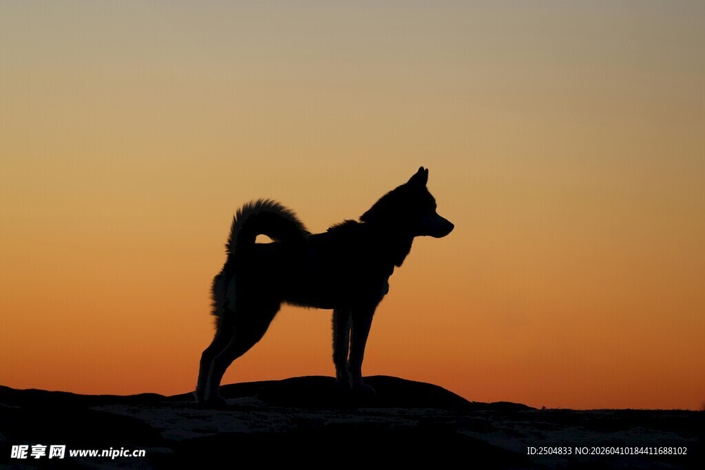 夕阳下的狗狗剪影