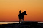 夕阳下人与马的孤独身影