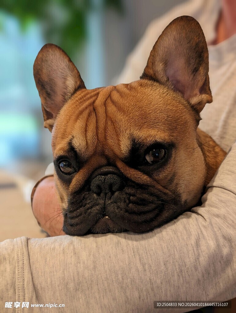 法斗慵懒趴在手臂上