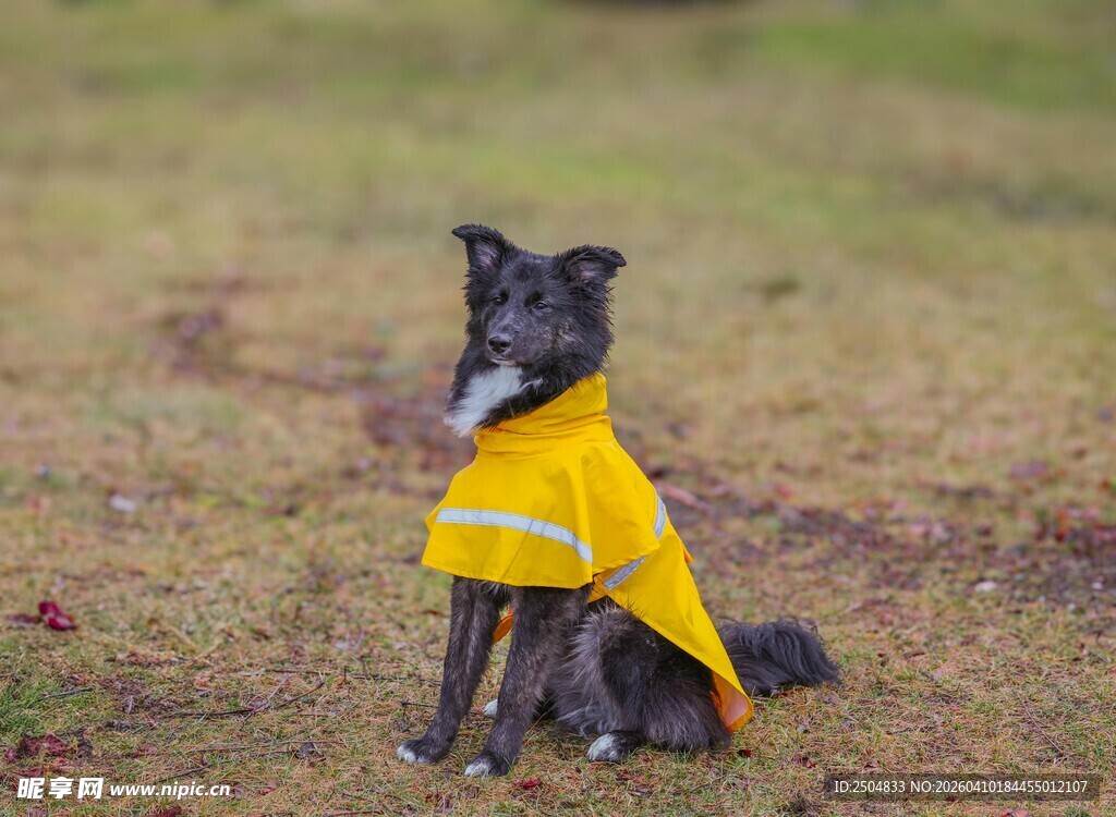 穿黄衣的可爱狗狗