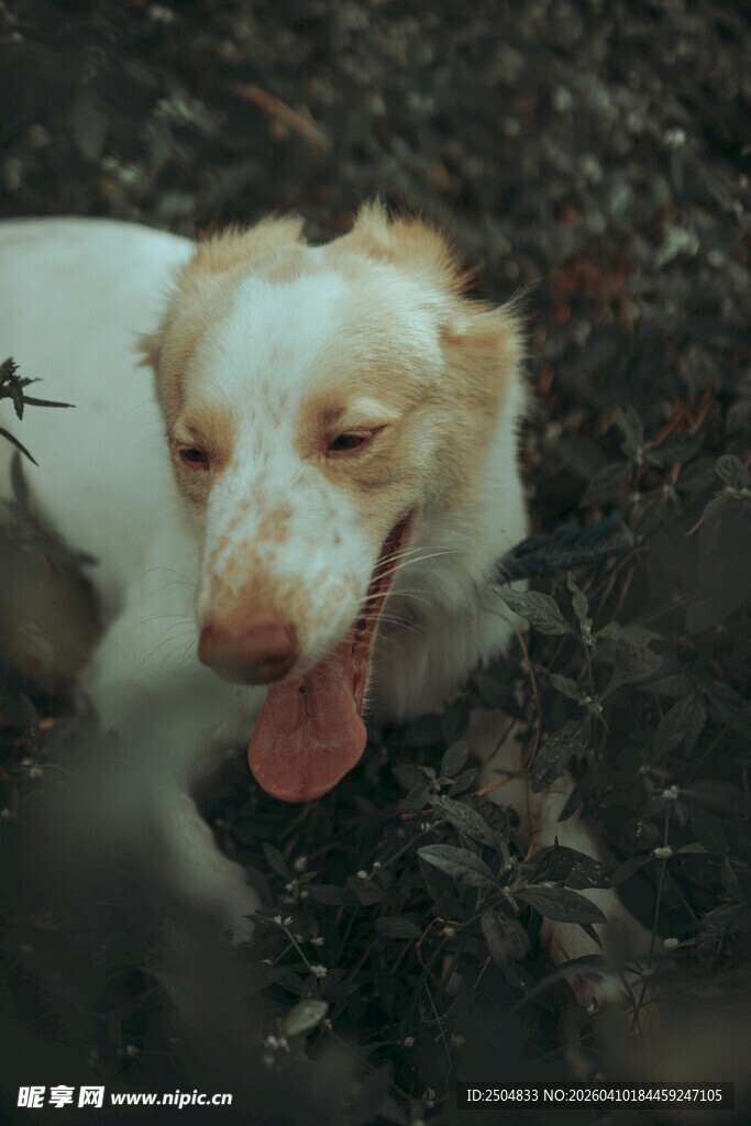 溪边吐舌玩耍的可爱狗狗