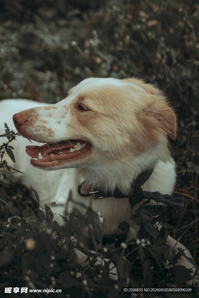 趴着的快乐狗狗