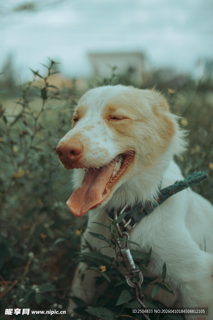 快乐狗狗于草丛中露笑颜