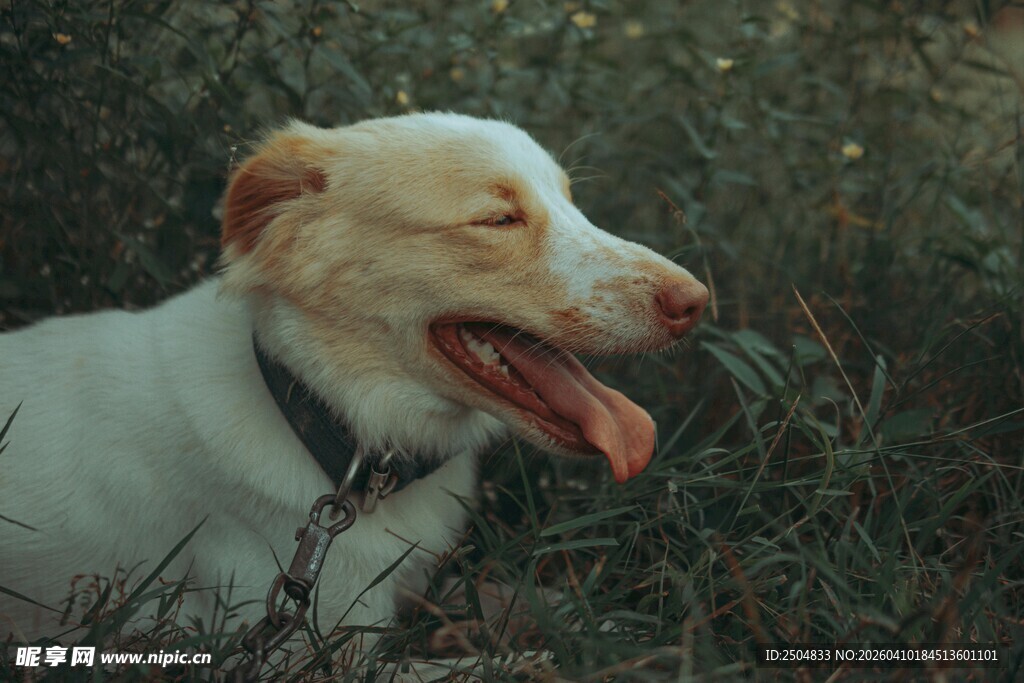 草地中的可爱狗狗