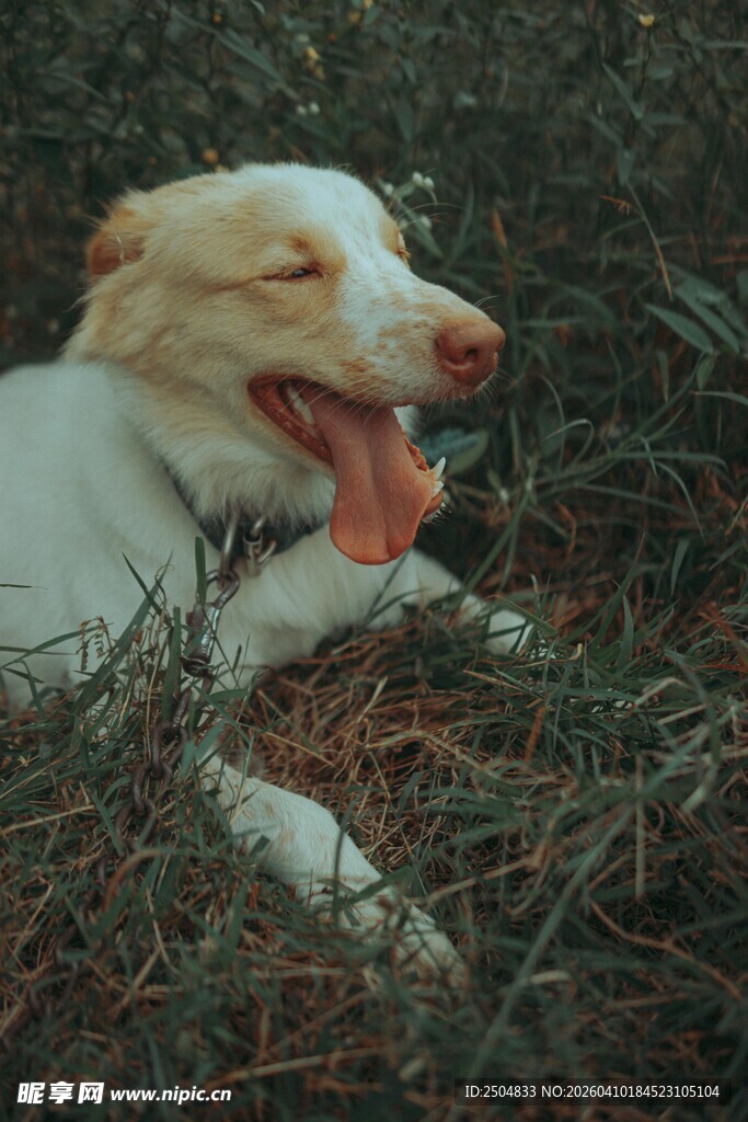 草地上惬意的狗狗
