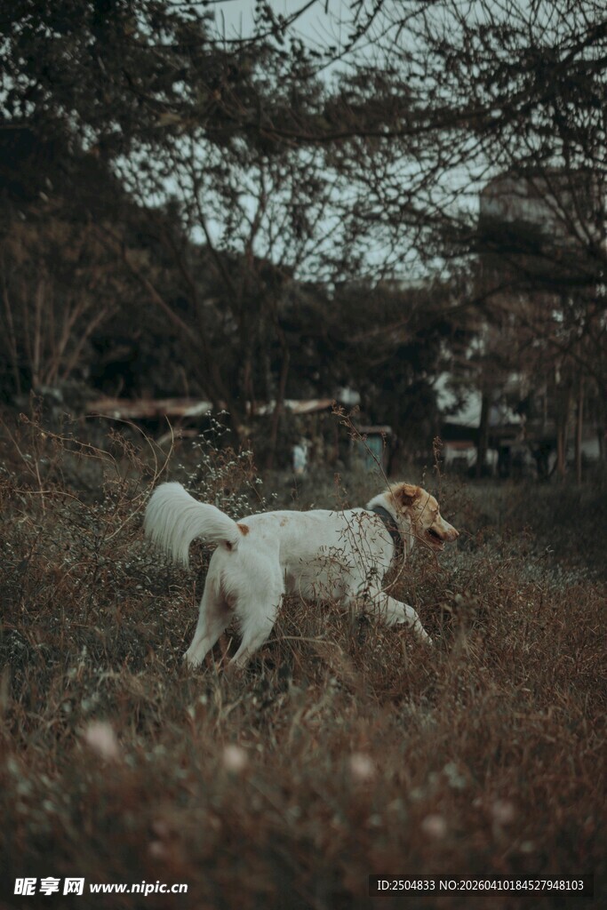 田野中奔跑的两只可爱小狗