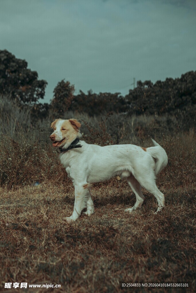 田野中的可爱白色小狗