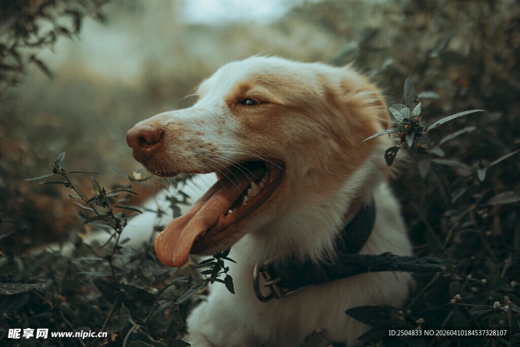 户外吐舌的可爱狗狗
