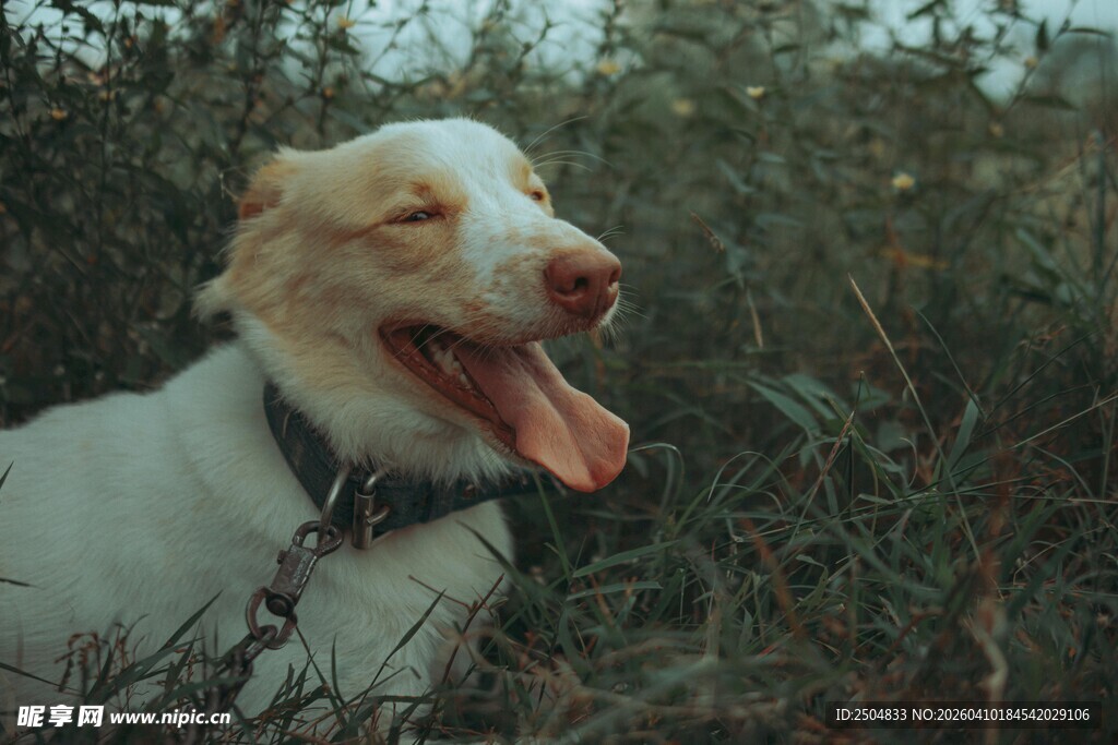 户外吐舌的可爱宠物犬