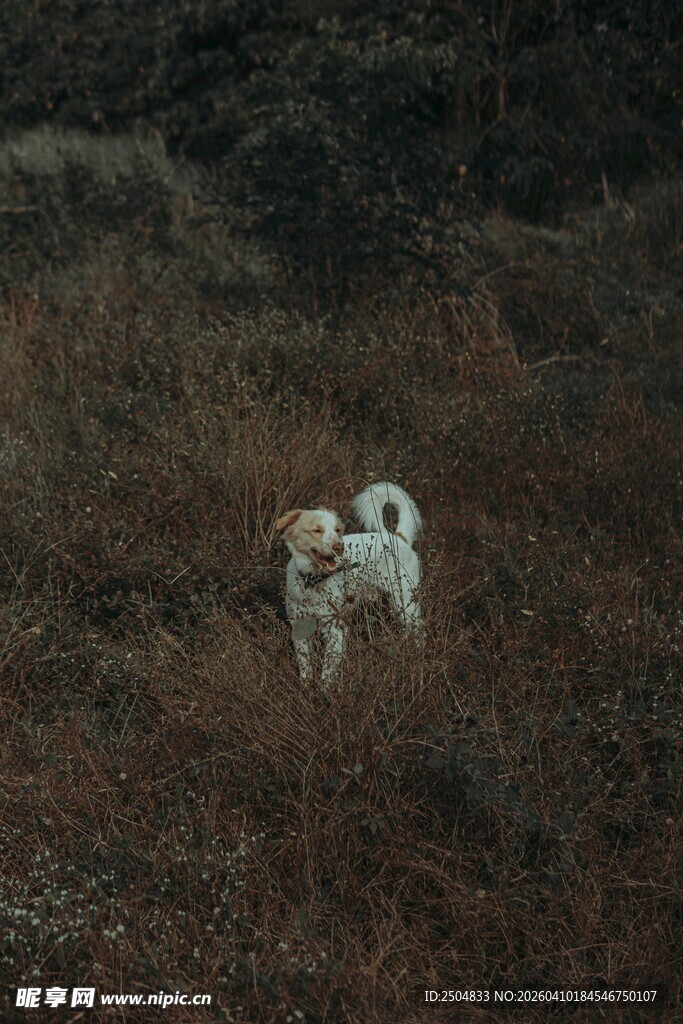 田野中的白色小狗