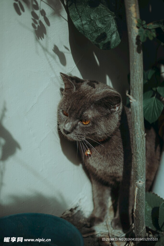 猫咪躲在墙角暗中观察