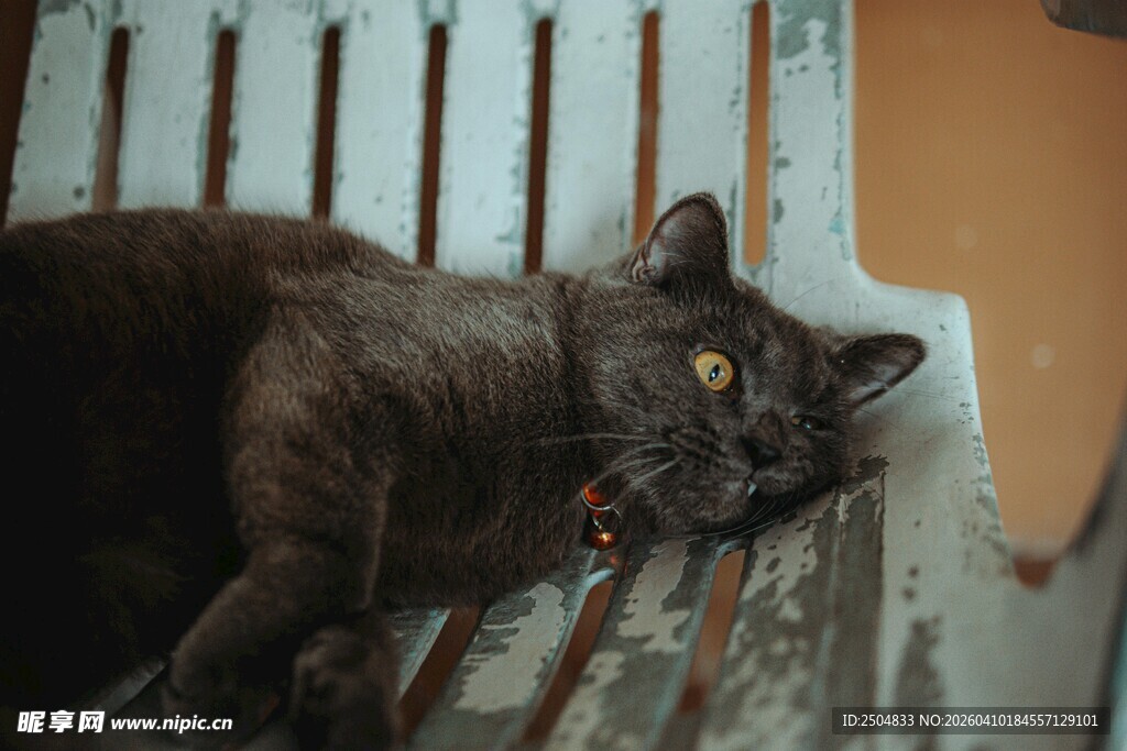 慵懒黑猫躺于木质平台上