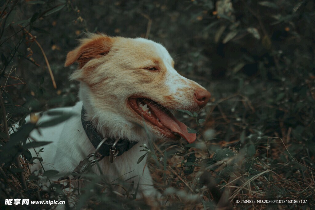 田野中吐舌的可爱狗狗