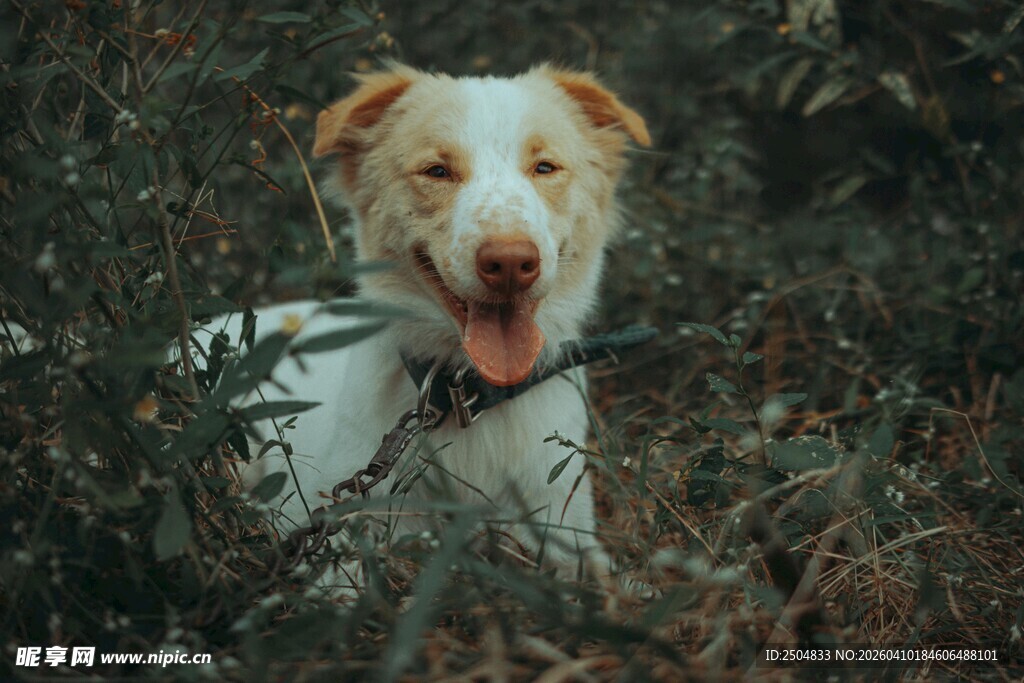 草丛中的快乐狗狗
