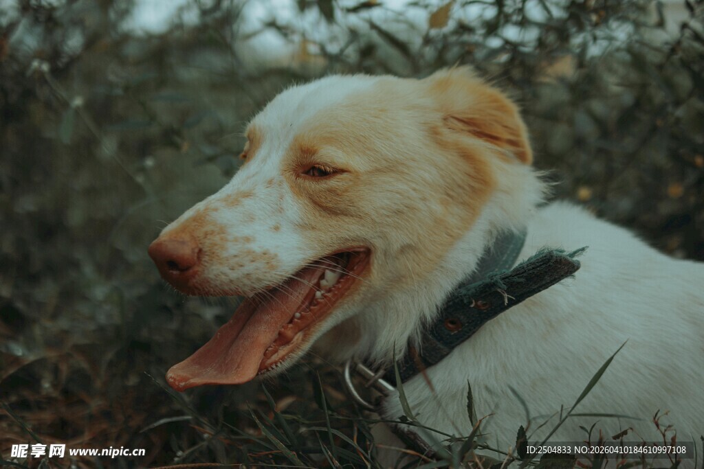 草地中惬意的白狗