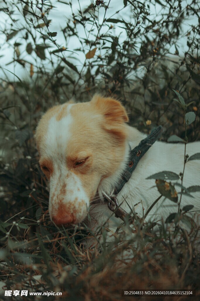 草丛中的可爱小狗
