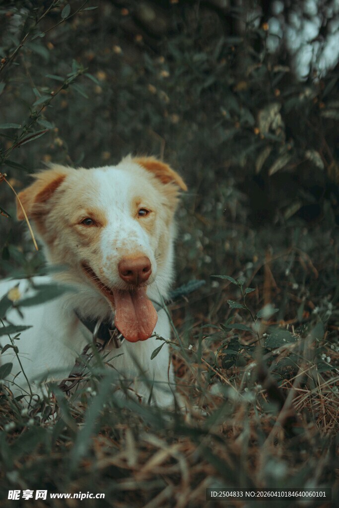 草丛中吐舌的可爱狗狗