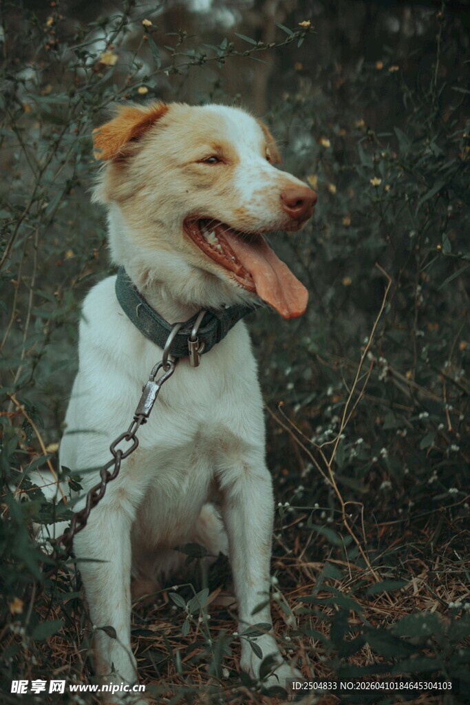 拴着链子的可爱狗狗