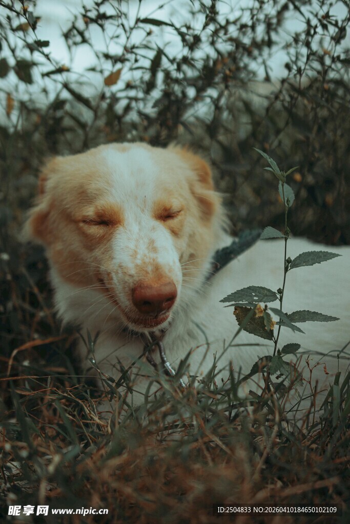 闭眼休憩的可爱狗狗