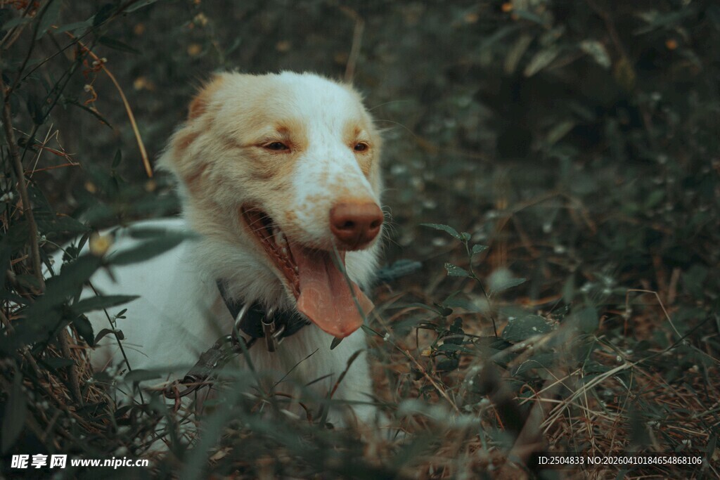 田园中吐舌的可爱狗狗