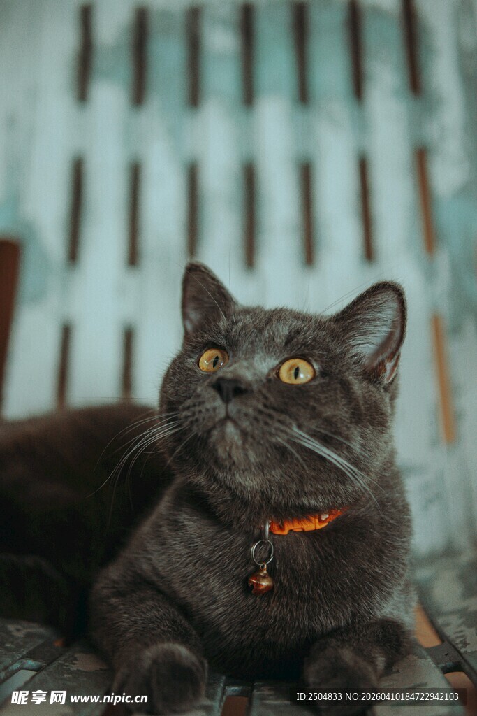 黑猫戴项圈抬头望