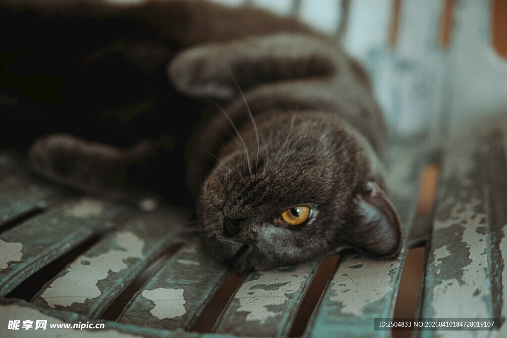 慵懒躺卧的灰猫